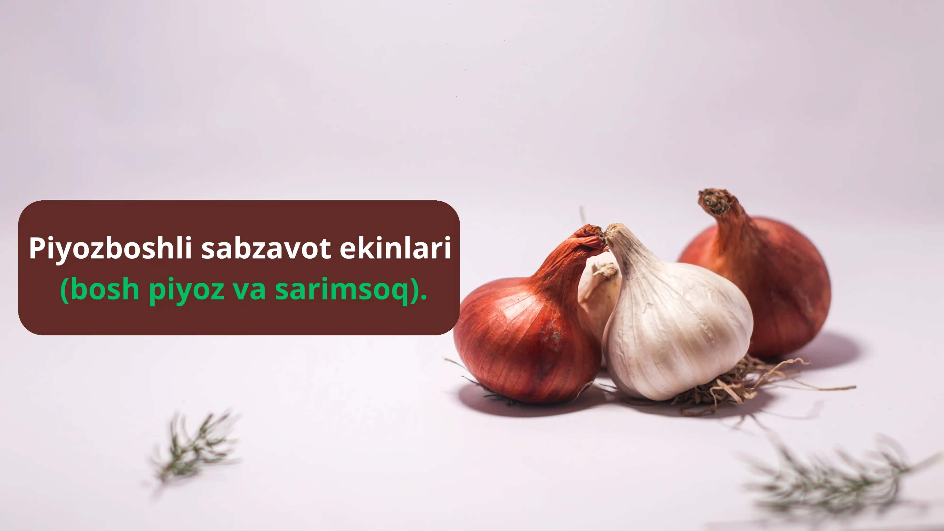 Piyozboshli sabzavot ekinlari 1