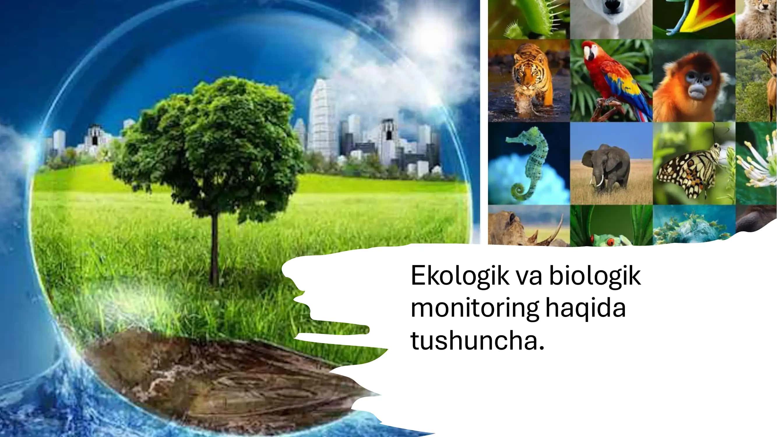 Ekologik va biologik monitoring haqida tushuncha 1