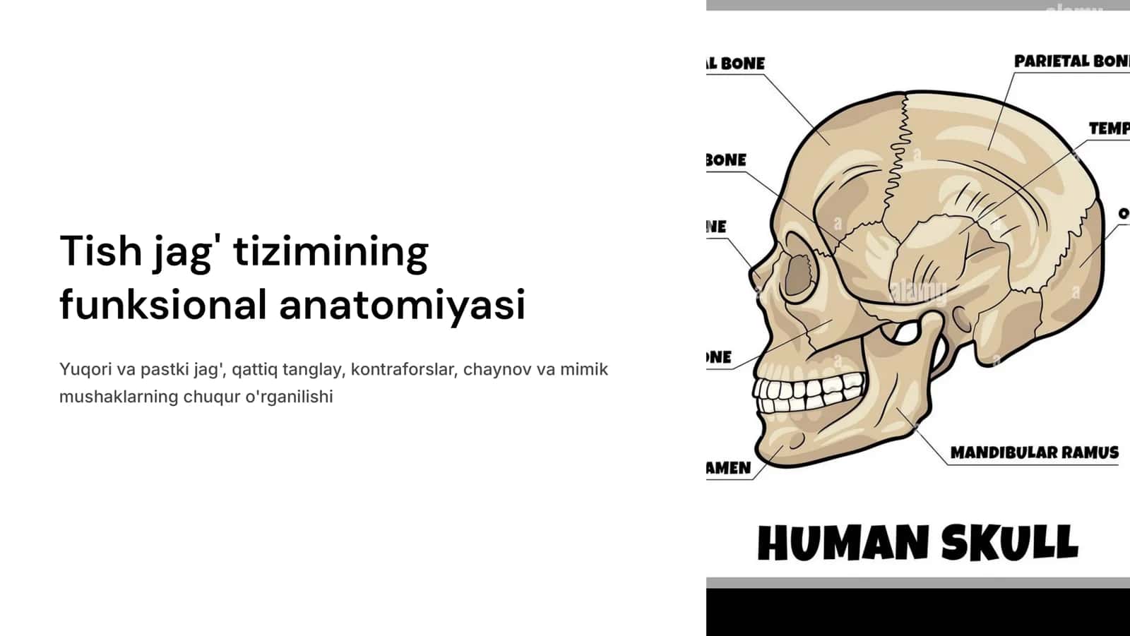 Tish jag‘ tizimining funksional  anatomiyasi. Yuqori va pastki jag‘ qattiq tanglay. Kontraforslar. Chaynov va mimik mushaklar 1