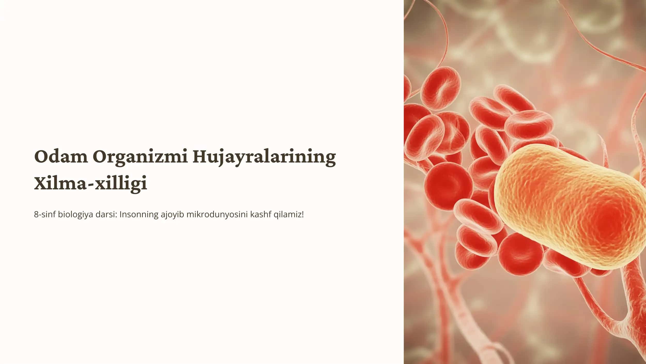 Odam Organizmi Hujayralar Xilma-xilligi 1
