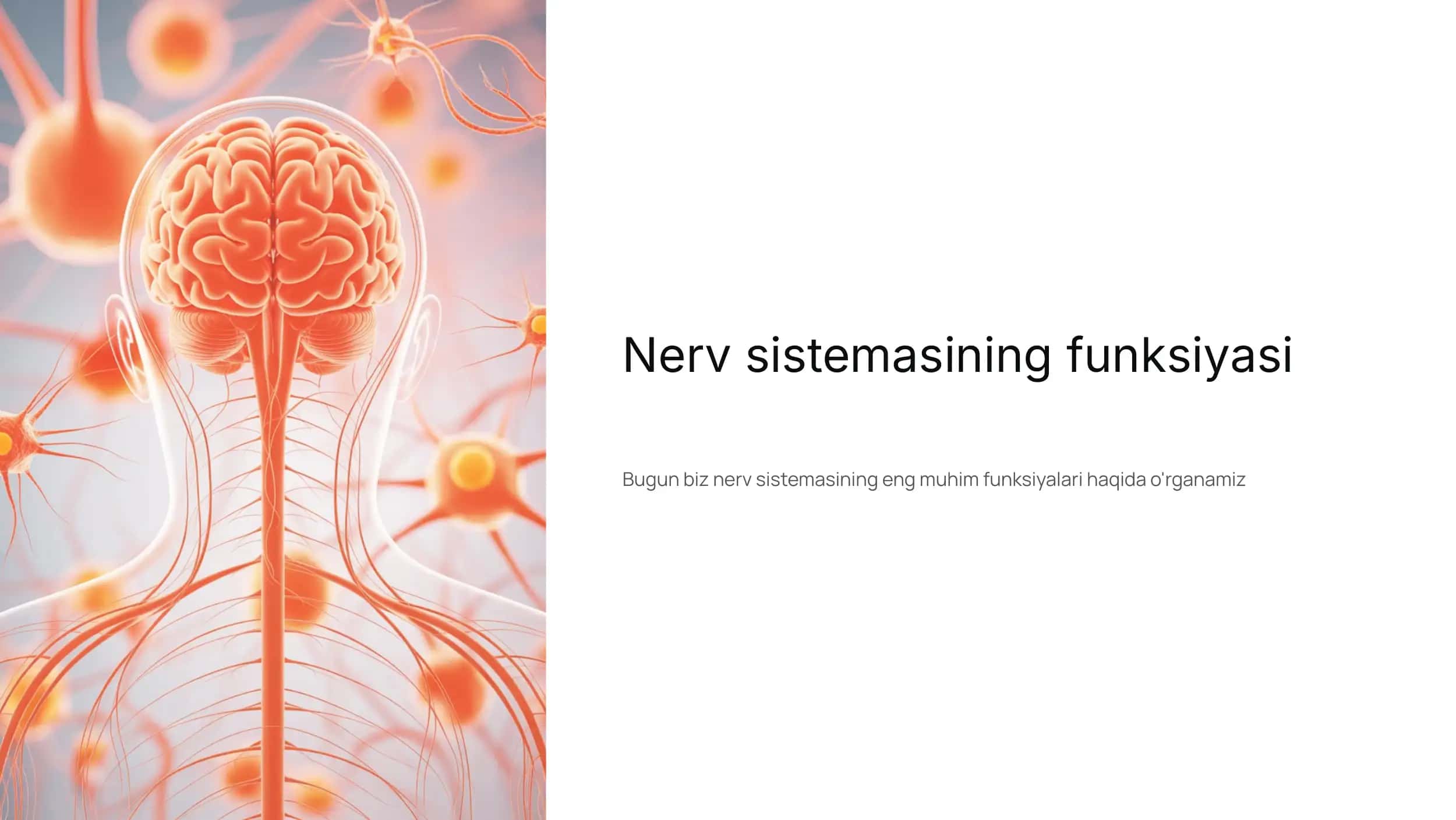 Nerv sistemasining funksiyasi 1