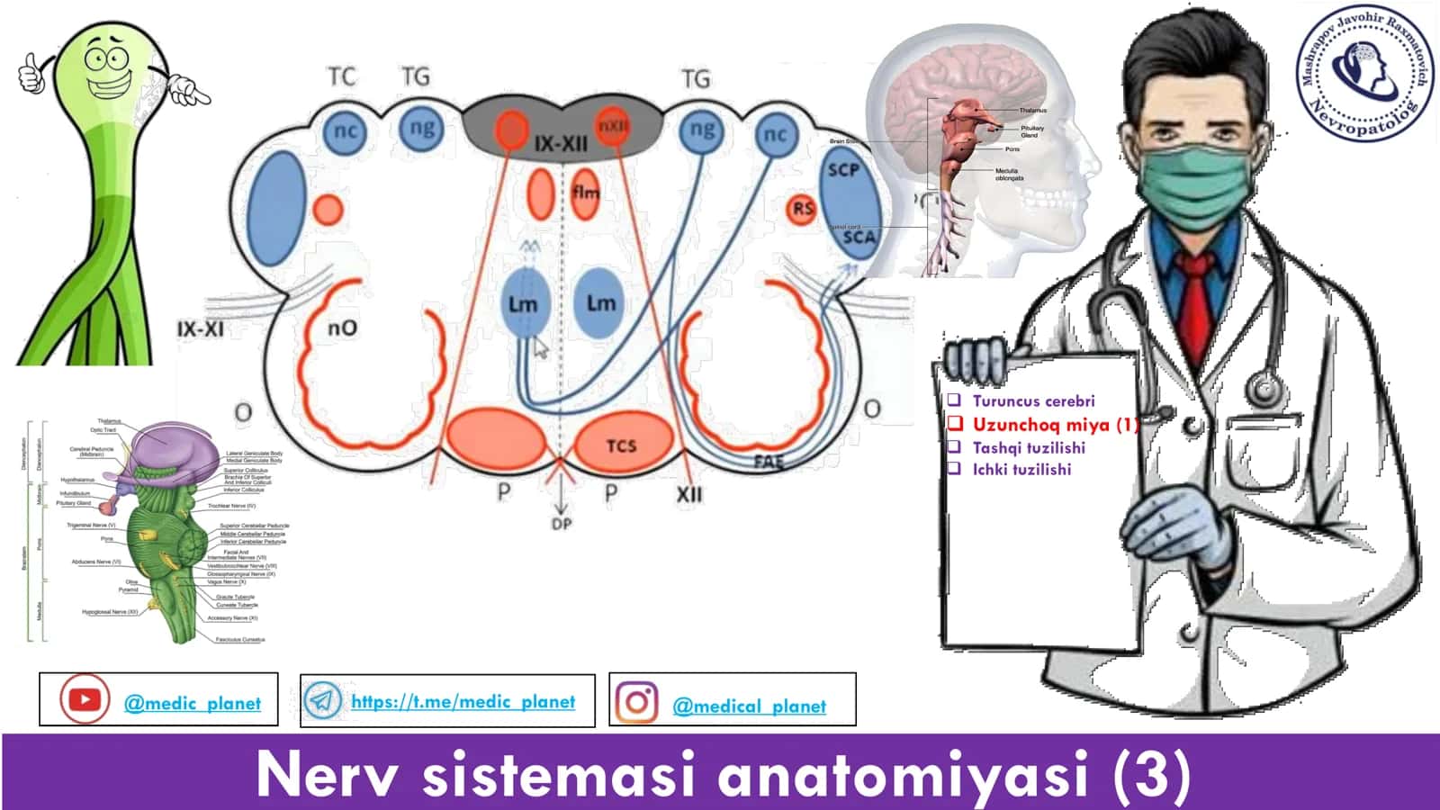 Uzunchoq miya Anatomiyasi 1