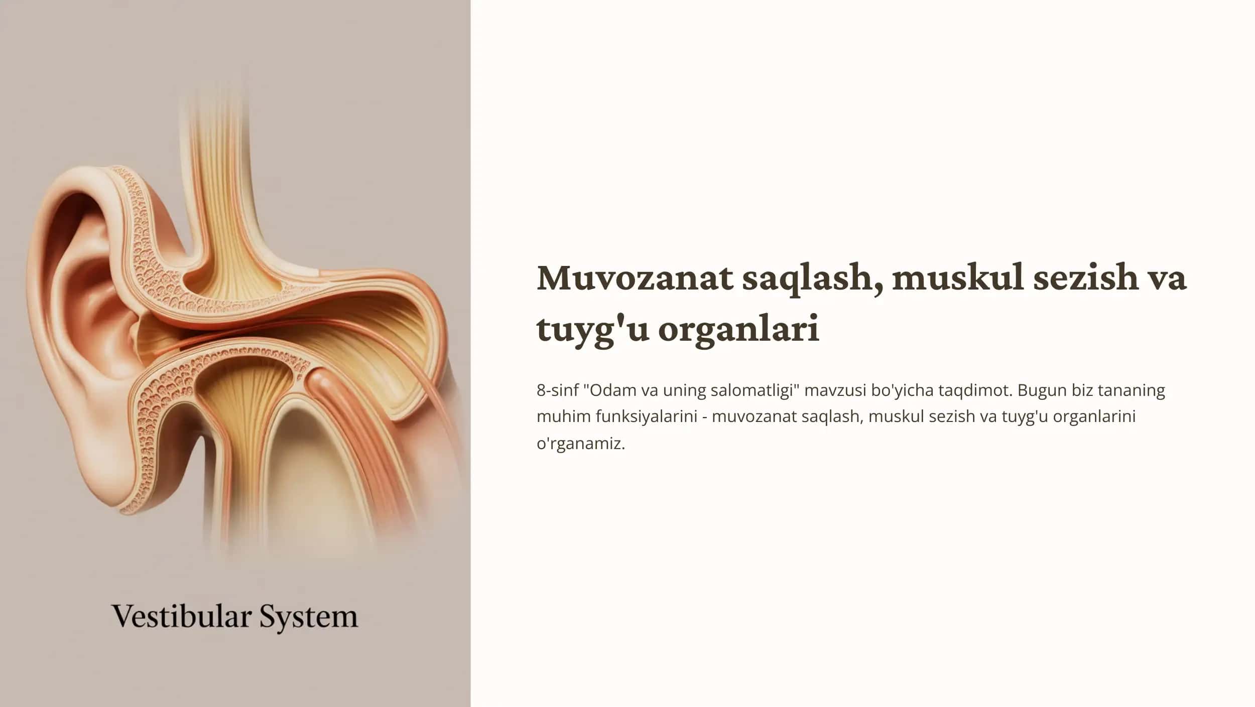 Muvozanat saqlash muskul sezish va tuygu organlari 1