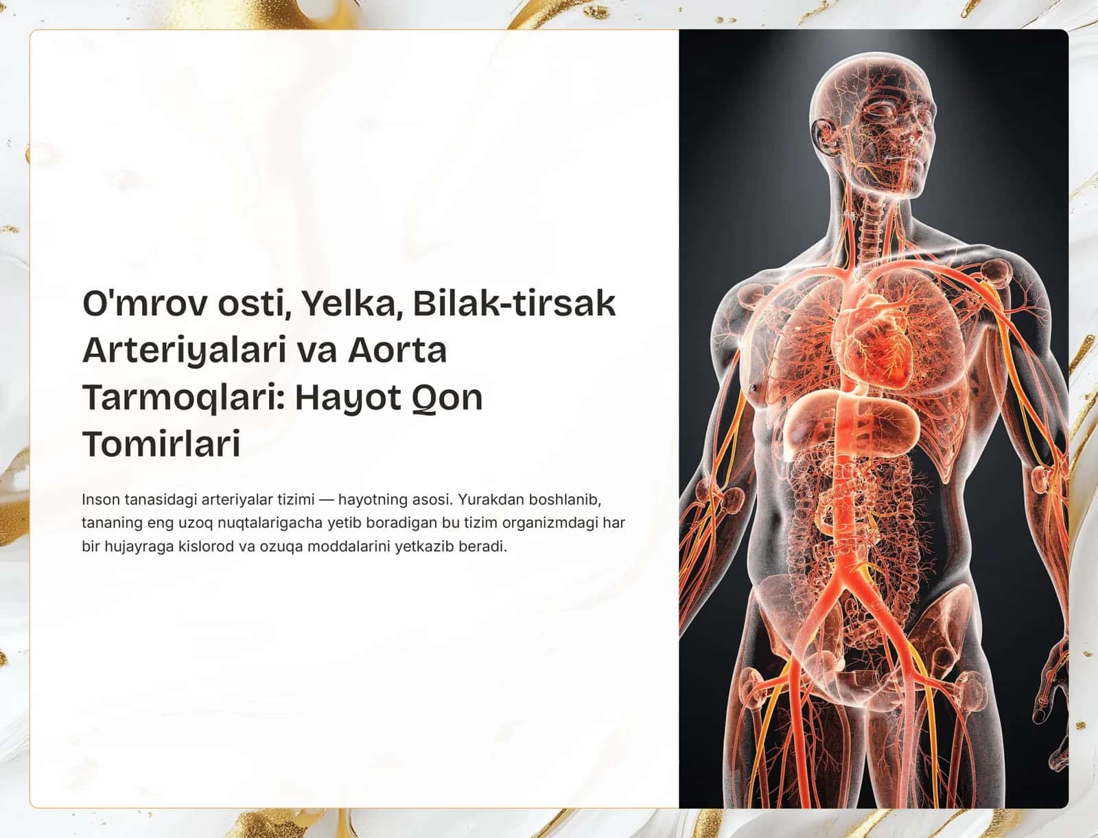 Arteriyalar va Aorta 1