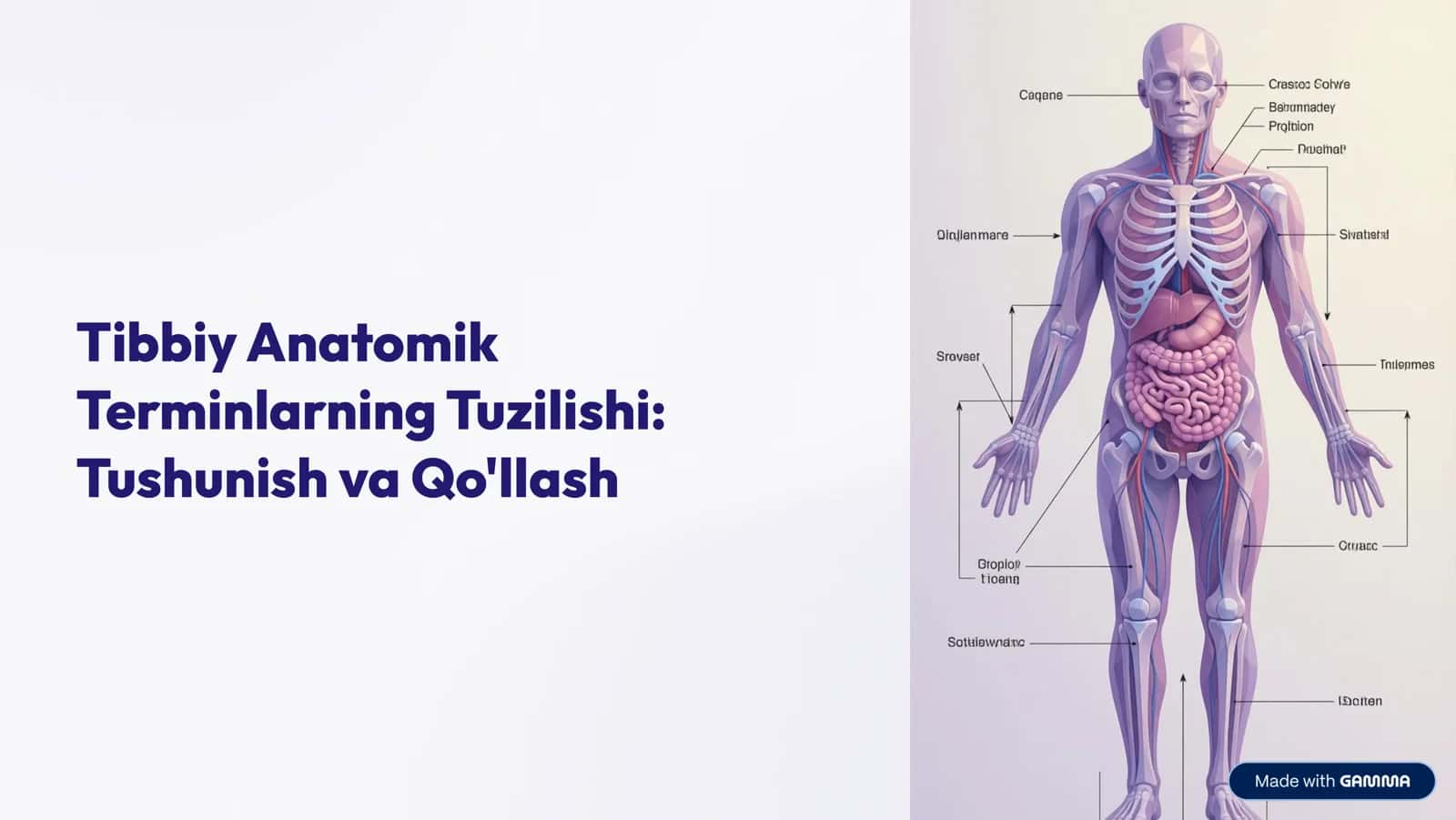 Tibbiy Anatomik 1