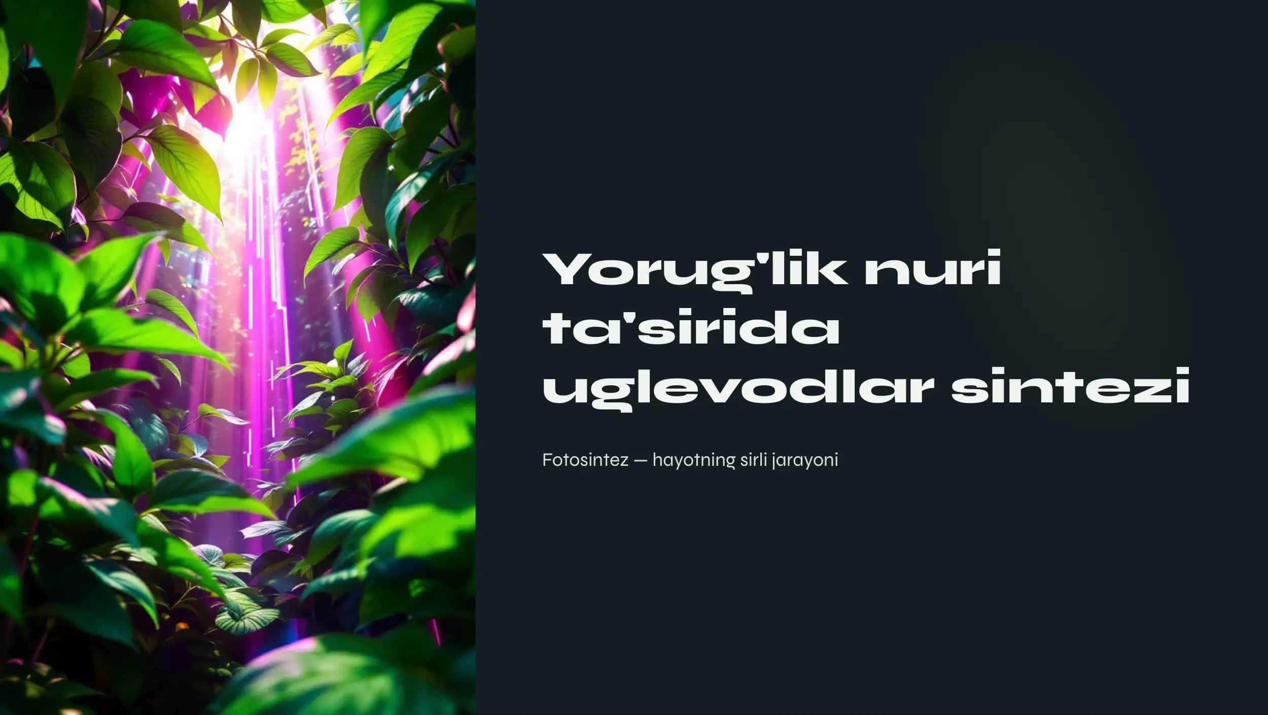 Fotosintezning jarayoni haqida ma'lumot 1