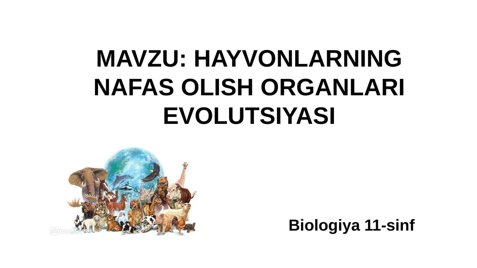 11-Sinf Biologiya: “Hayvonlarning Nafas Olish Organlari Evolyutsiyasi” Taqdimot 1