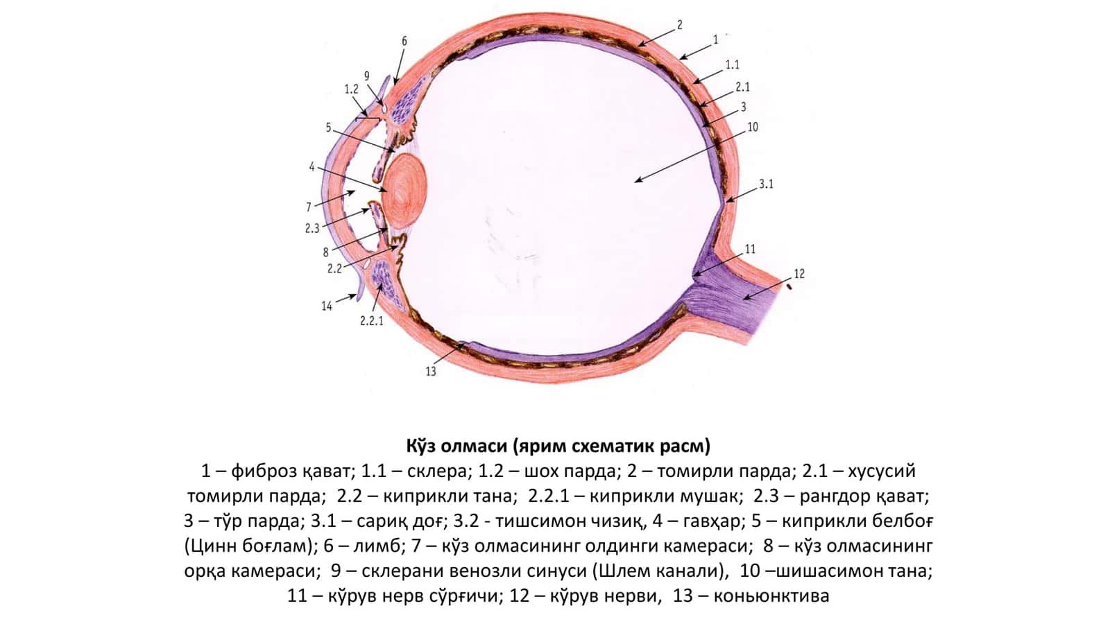 Кўз олмаси (ярим схематик расм) 1