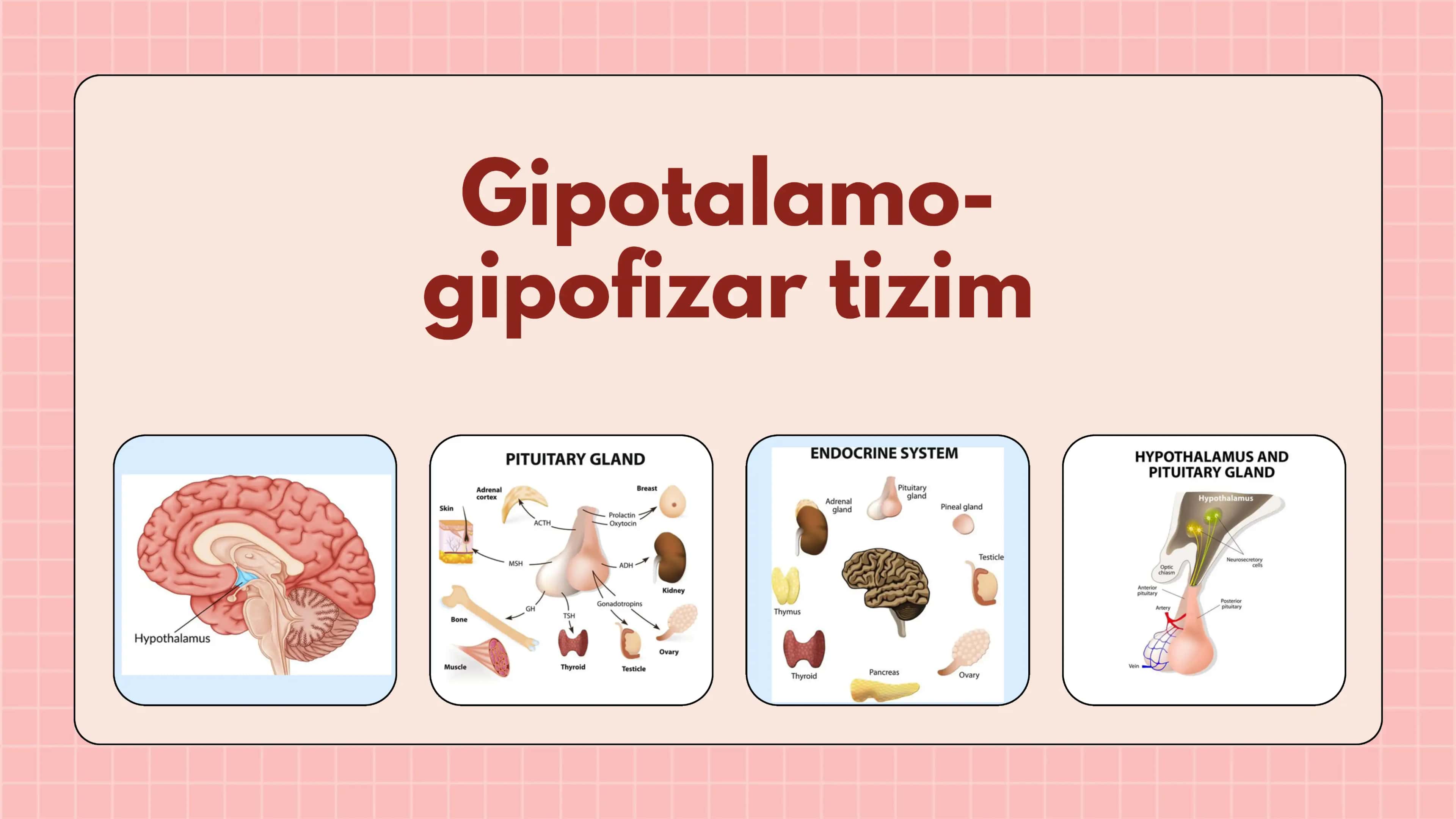 Gipotalamo-gipofizar tizim 1