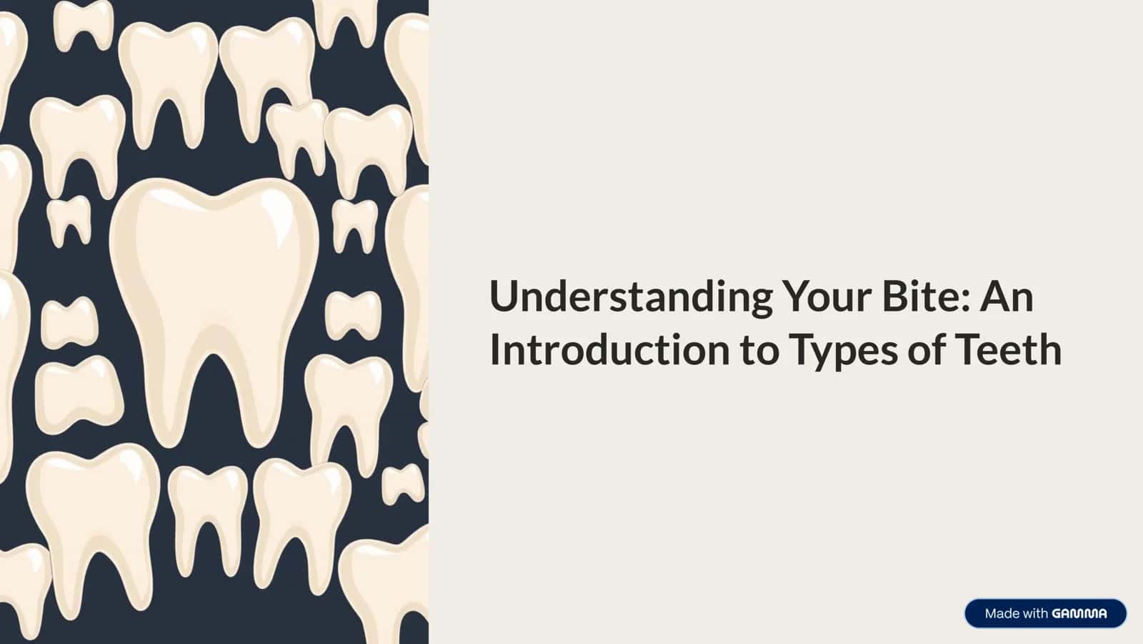 Understanding Your Bite: An Introduction to Types of Teeth 1
