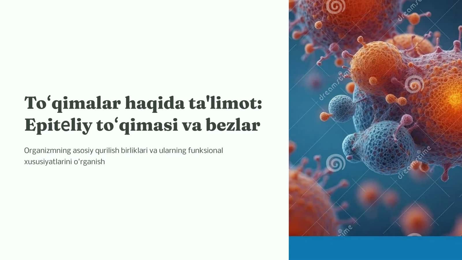 To'qimalar  haqida  ta'limot. Epitеlеy to'qimasi. . Bеzlar 1