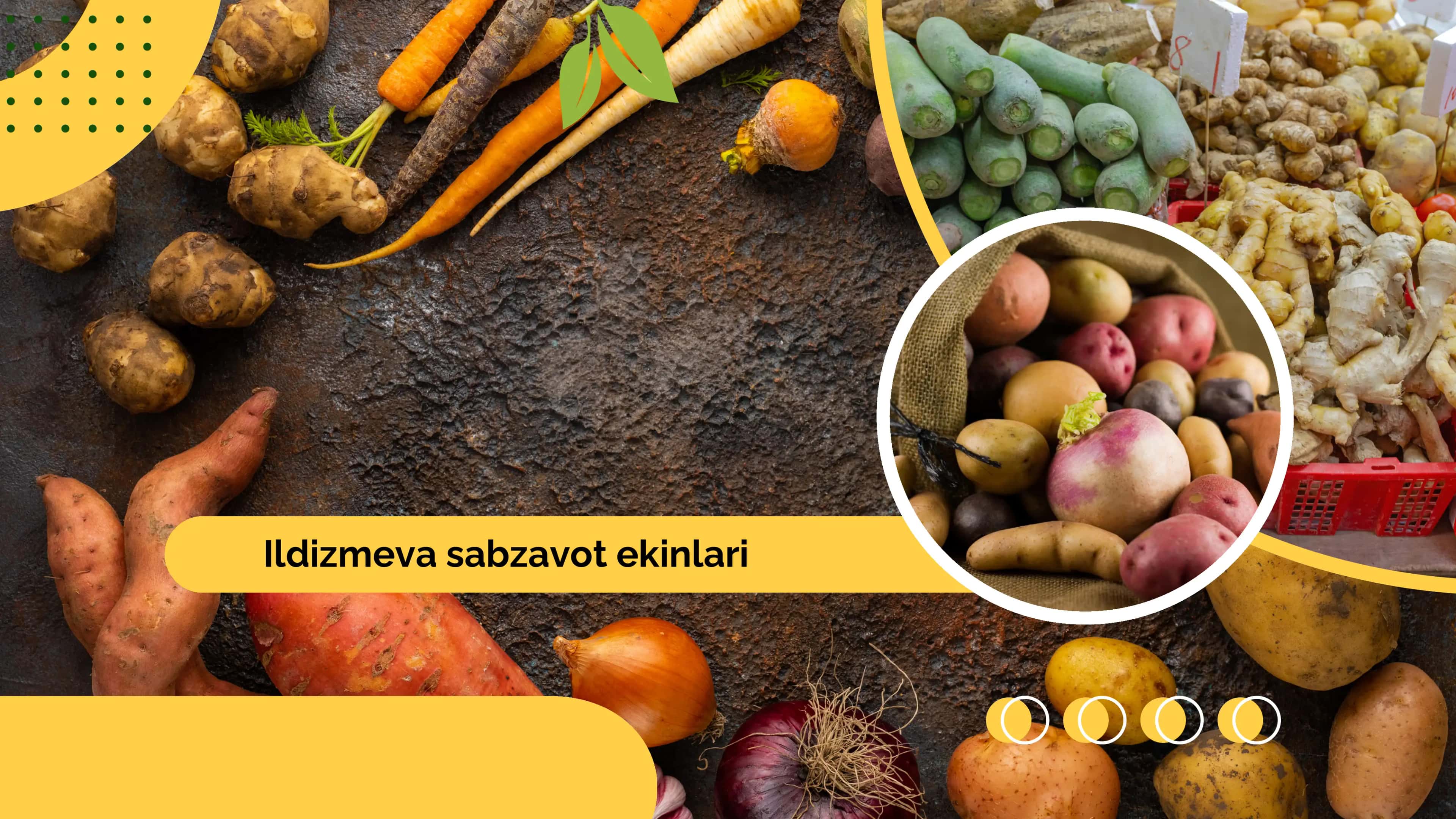 Ildizmeva sabzavot ekinlari 1