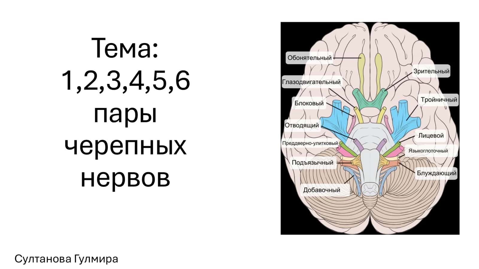 Нервы черепа: пары нервов 1
