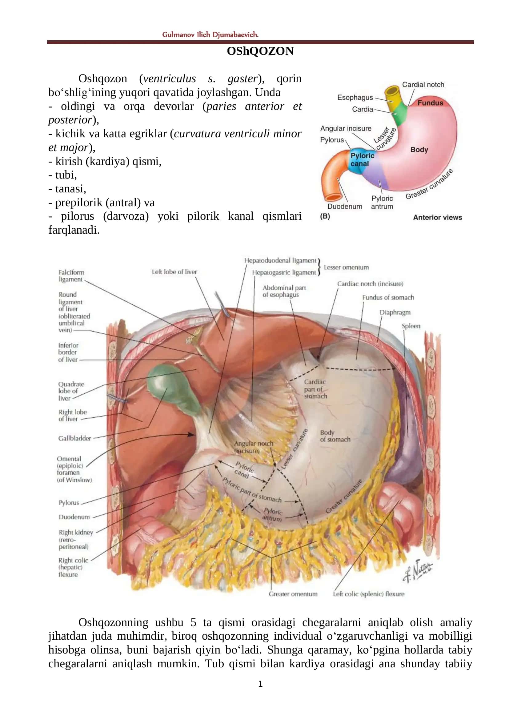 Oshqozon (ventriculus s. gaster) 1