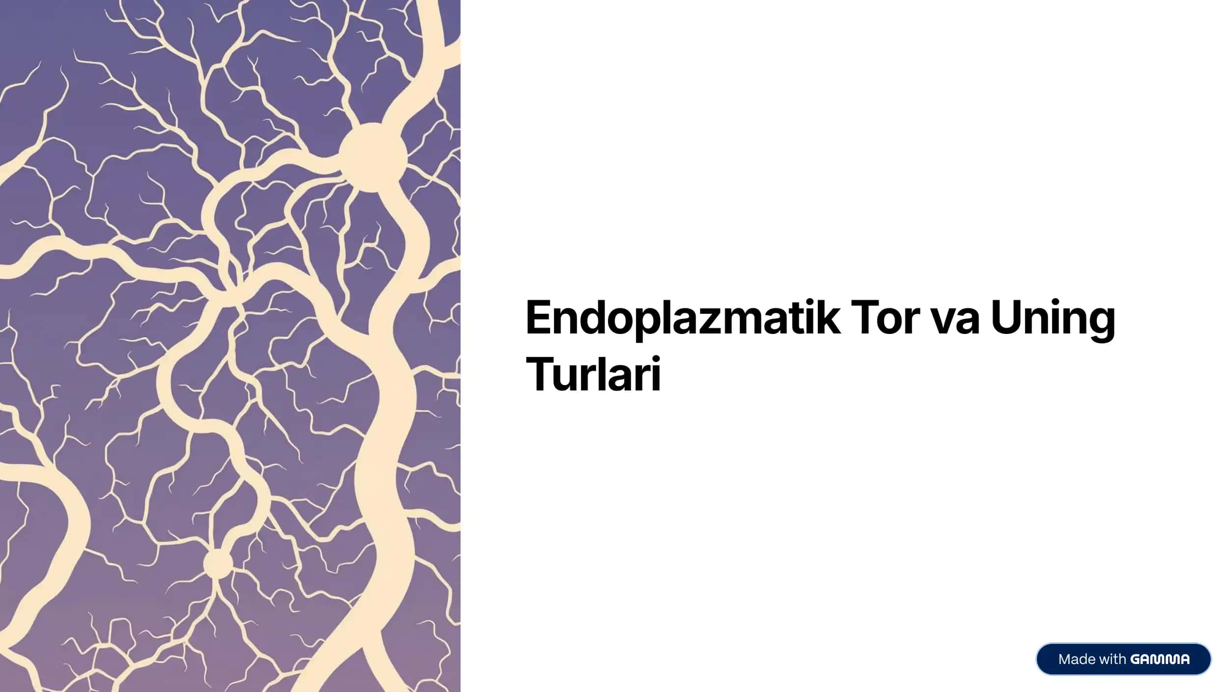 Endoplazmatik Tor (ET) 1