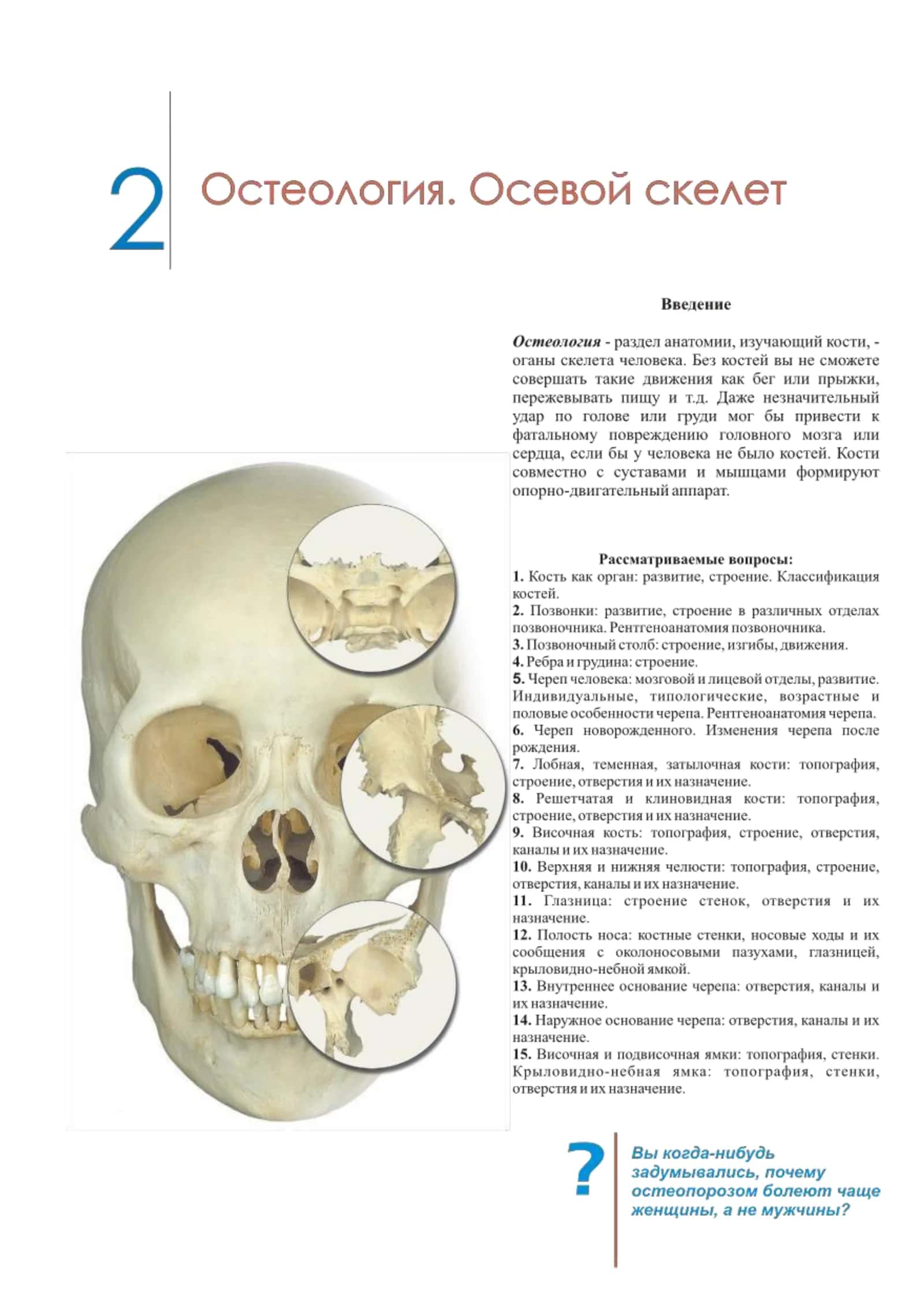 Остеология. Осевой скелет 1
