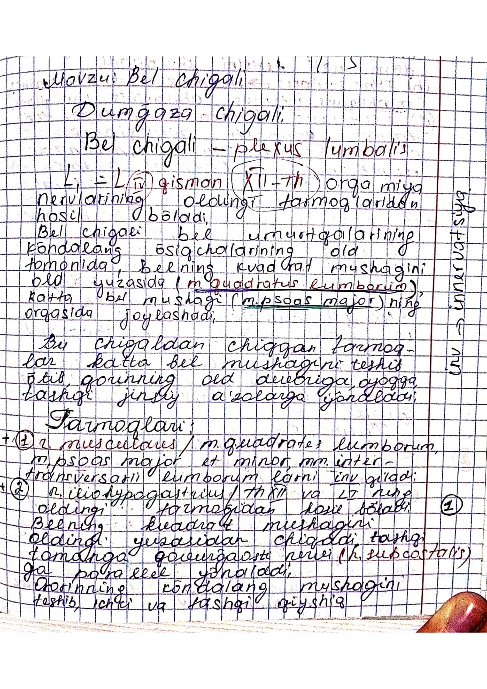 Bel va dumgʻaza chigali 1