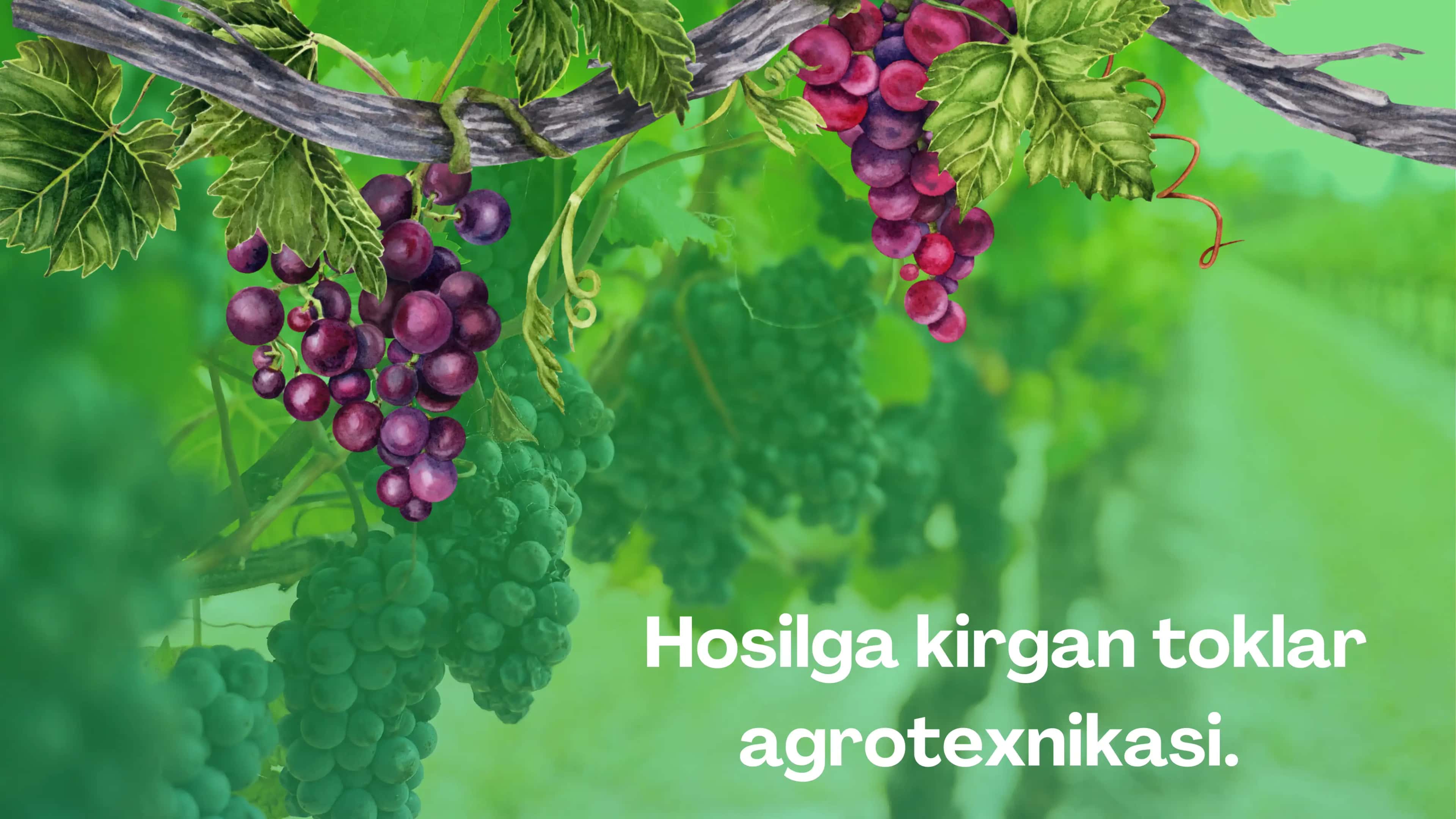 Hosilga kirgan toklar agrotexnikasi 1