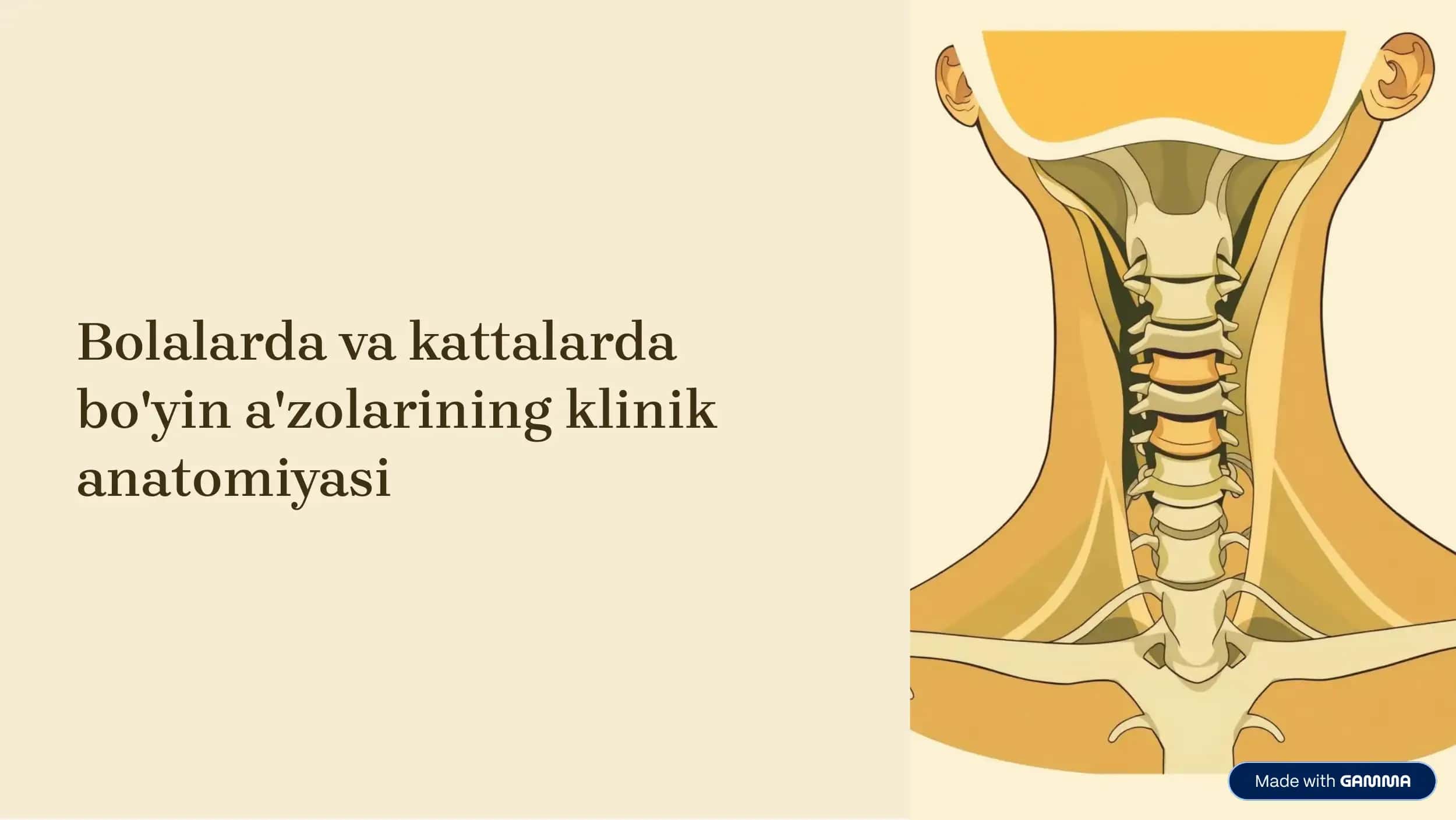 Bolalarda va kattalarda bo'yin a'zolarining klinik anatomiyasi 1