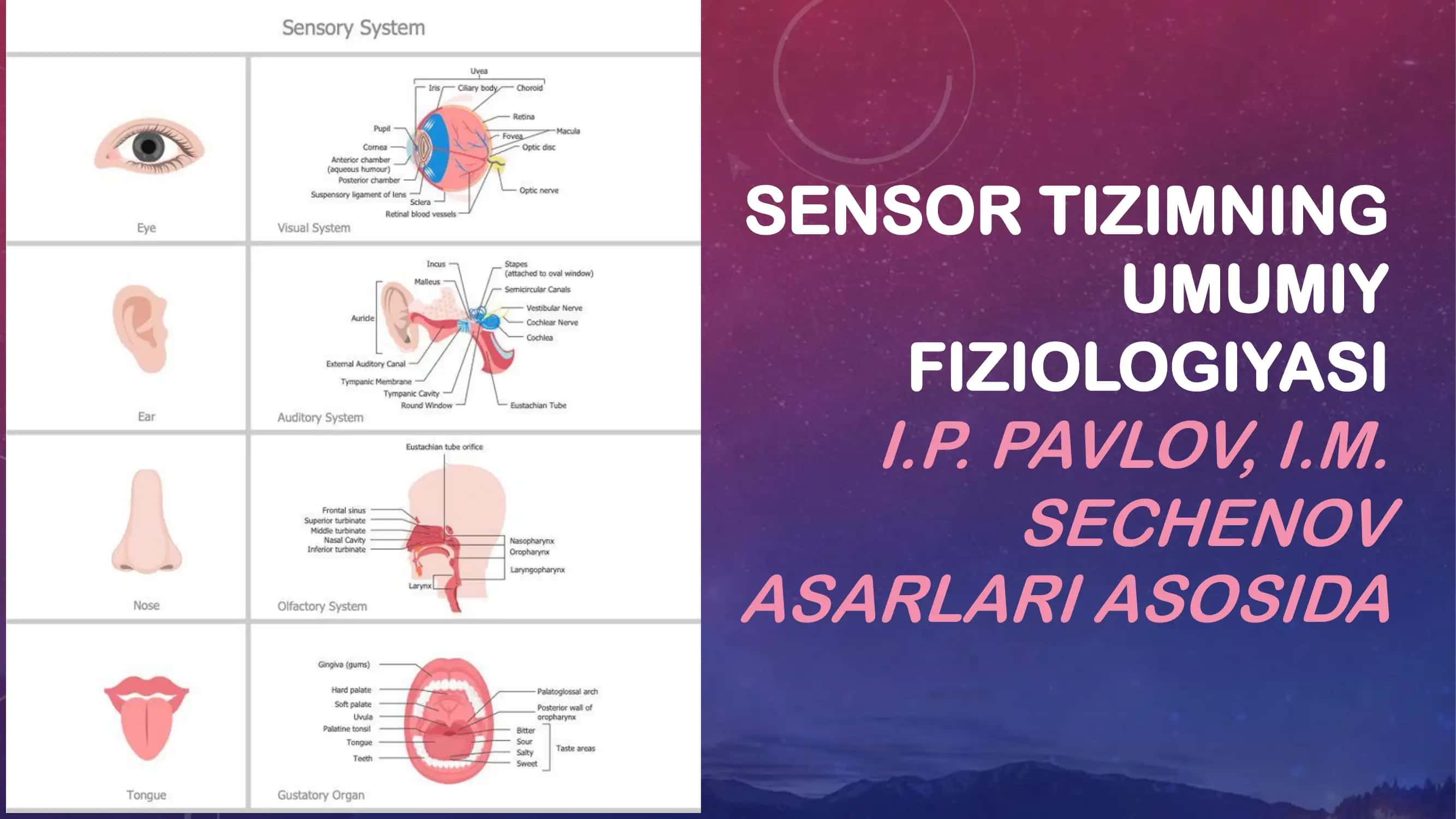Sensor tizimining umumiy fiziologiyasi 1