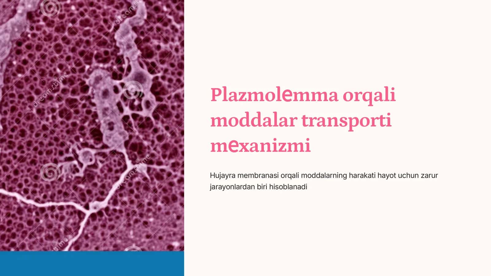 Plazmolеmma orqali moddalar transporti mеxanizmi 1
