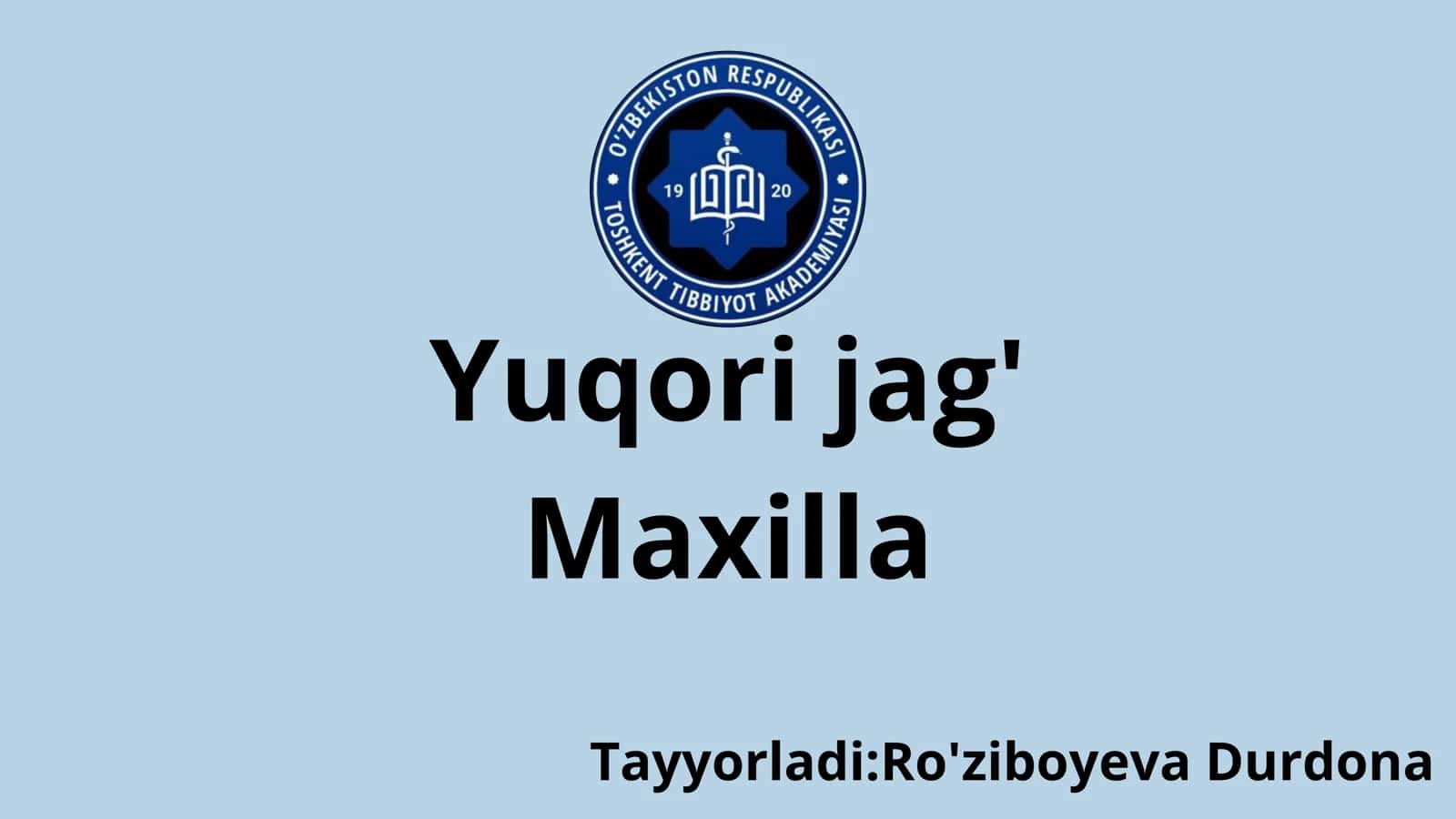 Yuqori jag‘. Maxilla 1