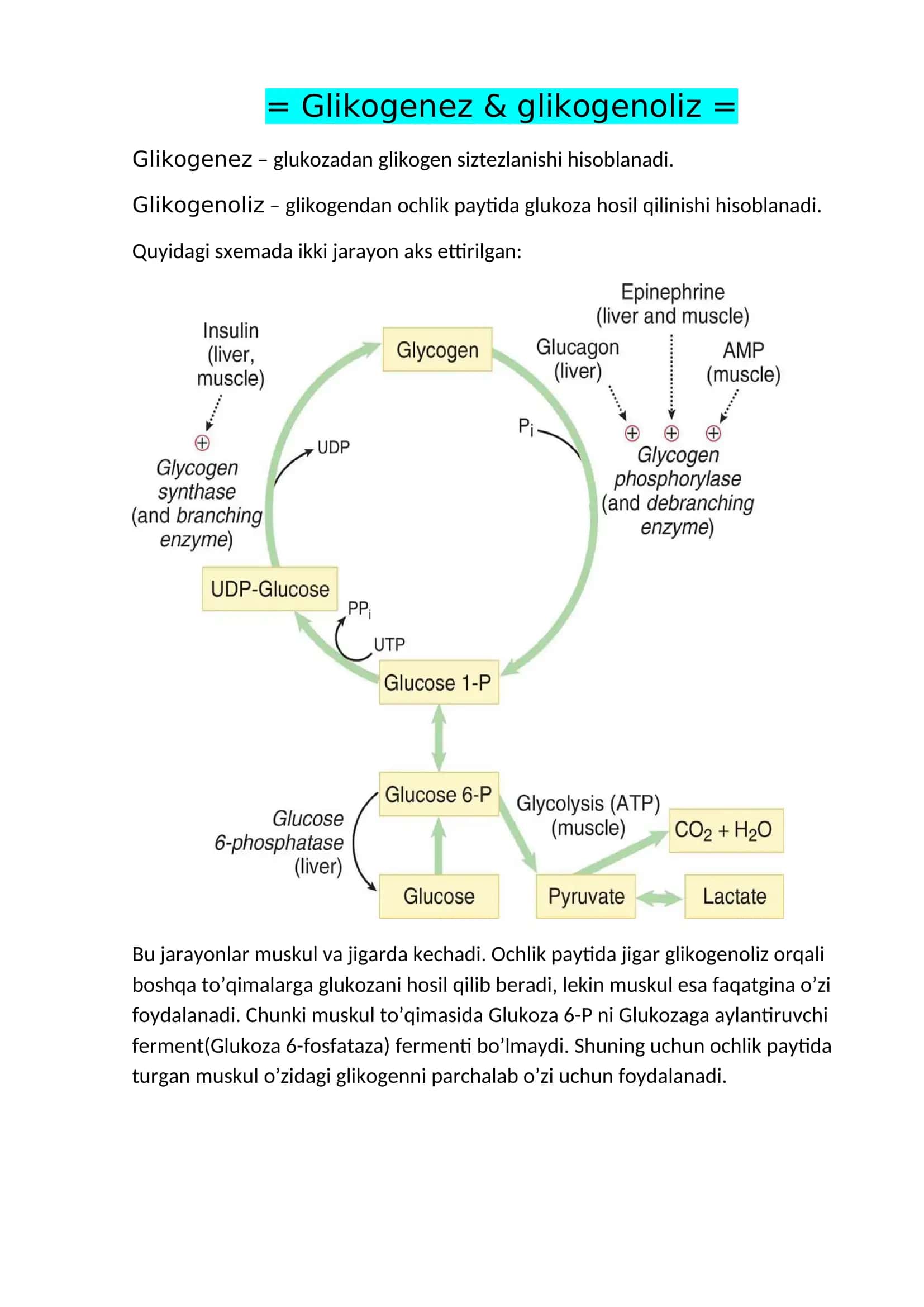 Glikogenez & glikogenoliz 1