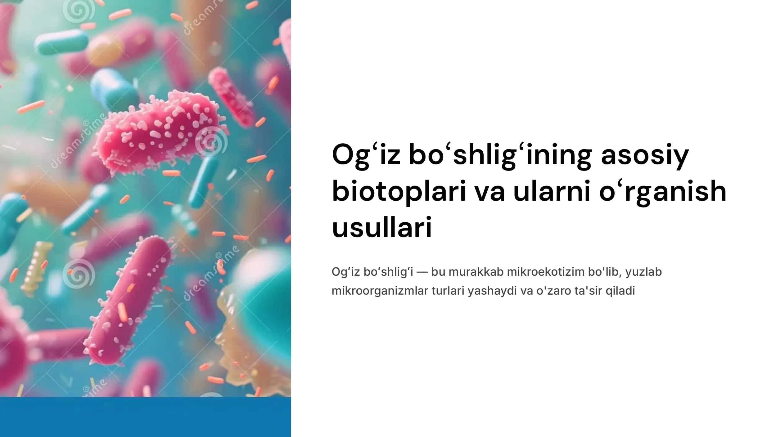 Ogʻiz boʻshligʻining  asosiy biotoplari va  ularni oʻrganish  usullari. Ogʻiz  boʻshligʻi  shilliq qavati  biopardasining  ahamiyati. Yasama  tishlarning ogʻiz  boʻshligʻi  mikroflorasiga ta'siri.  Tishlar boʻlmaganda  ogʻiz boʻshligʻi  mikroflorasining  dinamik oʻzgarishi. 1