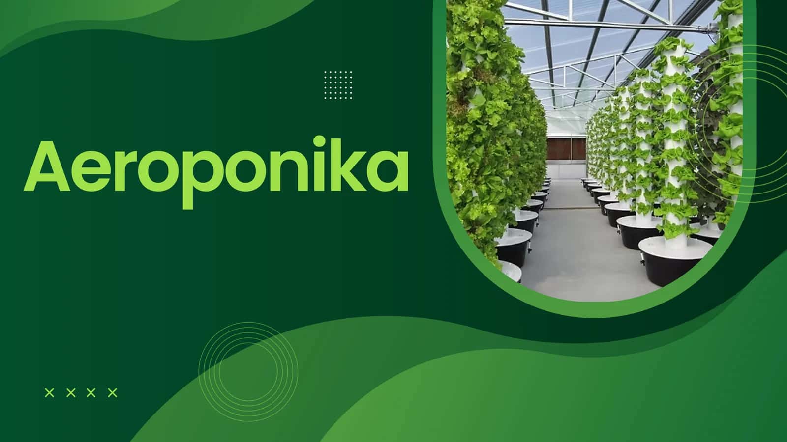 Aeroponika prezentatsiya 1
