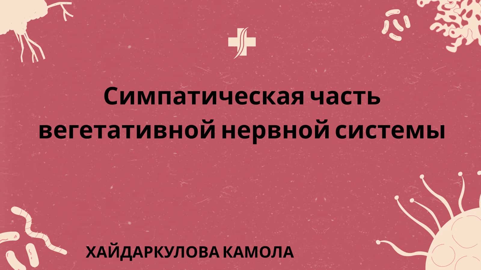 Симпатическая часть вегетативной нервной системы 1