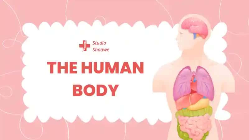 THE HUMAN BODY Studio