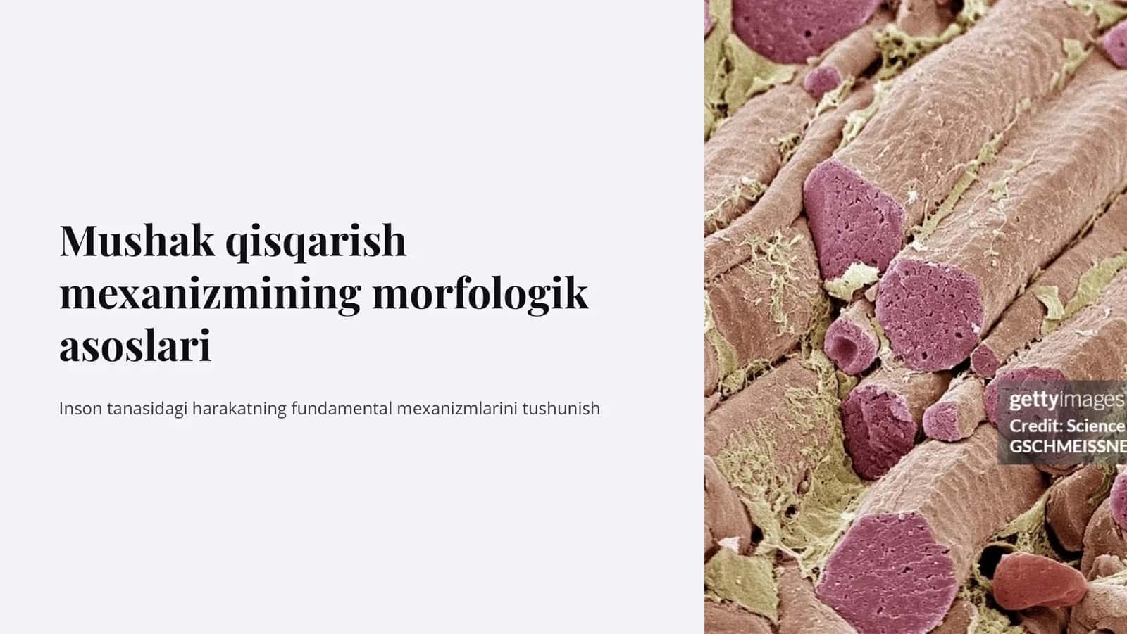 Mushak  qisqarish mеxanizmining morfologik asoslari 1