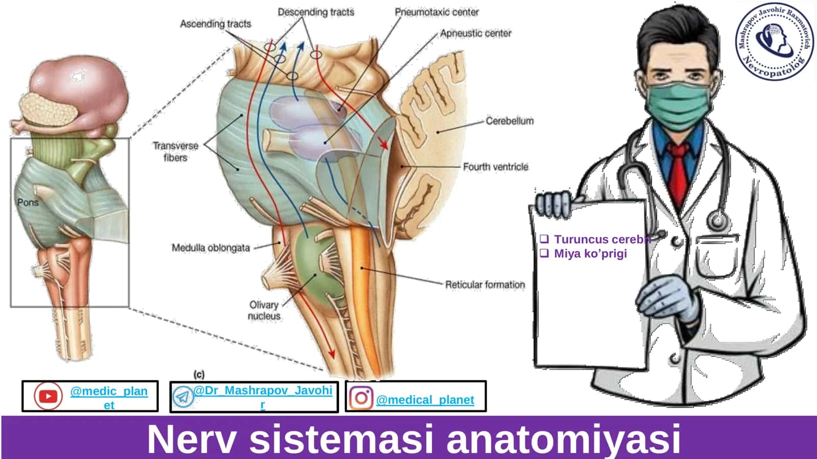 Miya koprigi Anatomiyasi 1