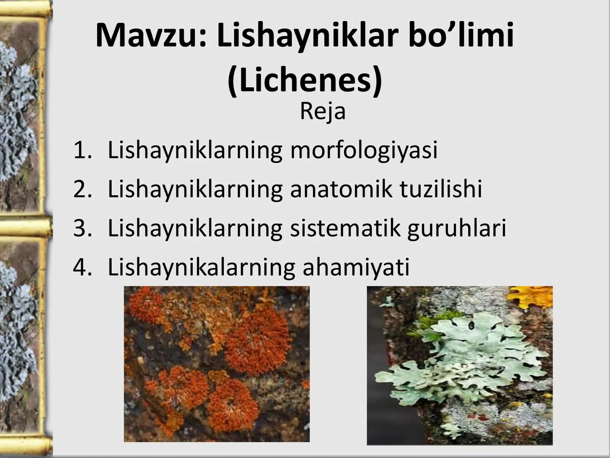 Lishayniklar bo’limi (Lichenes) 1
