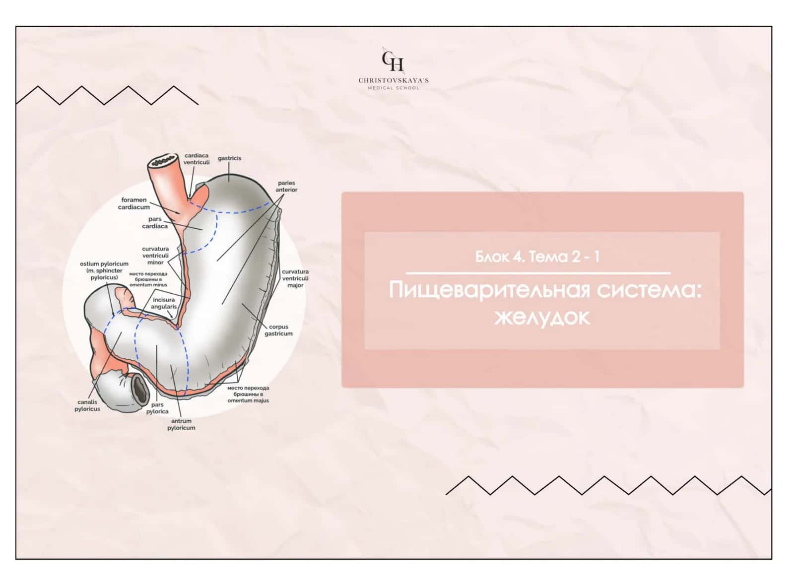 Желудок 1