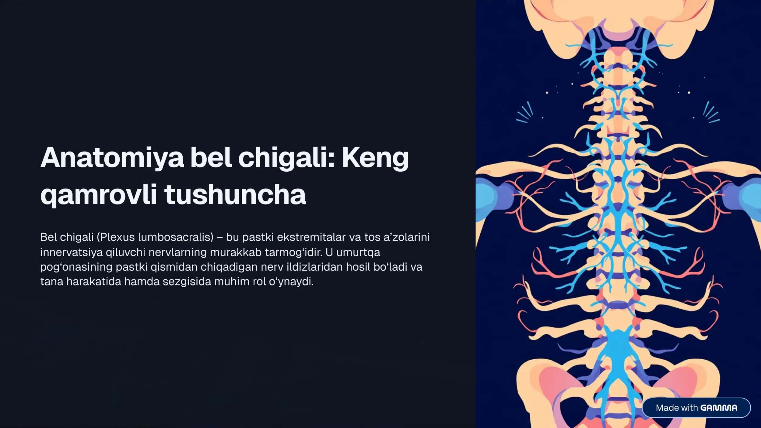 Bel chigali anatomiyasi 1