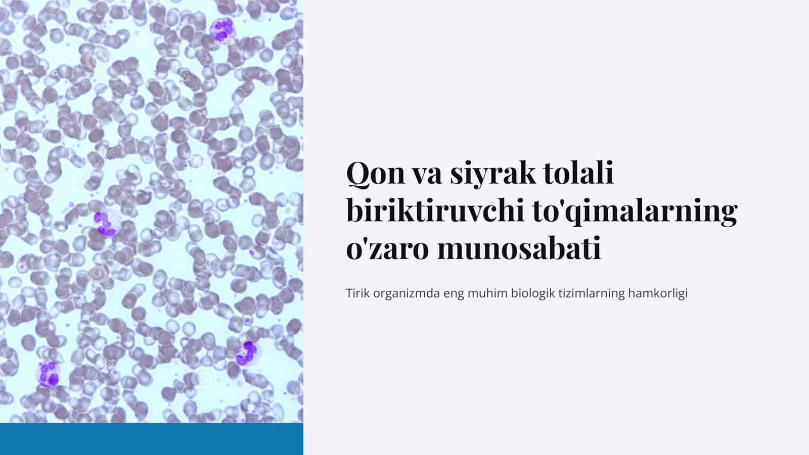 Qon va siyrak tolali biriktiruvchi To'qimalarning o'zaro munosabati 1