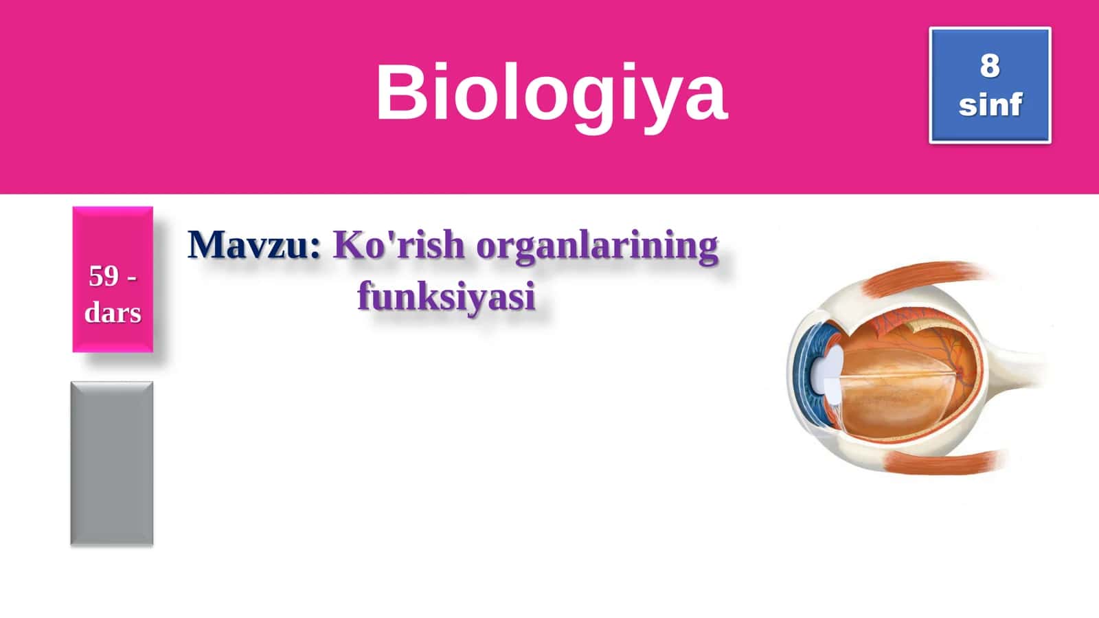 📘 🆓 8-SINF BIOLOGIYA: KO‘RISH ORGANLARINING FUNKSIYASI (TAQDIMOT) 1