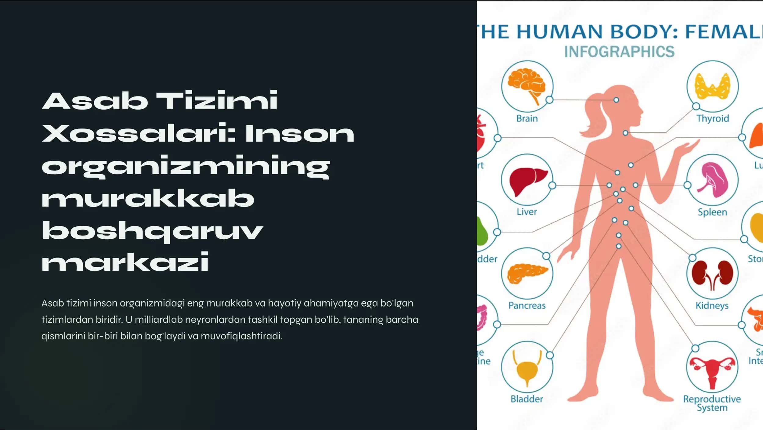 Asab tizimi xossalari 1