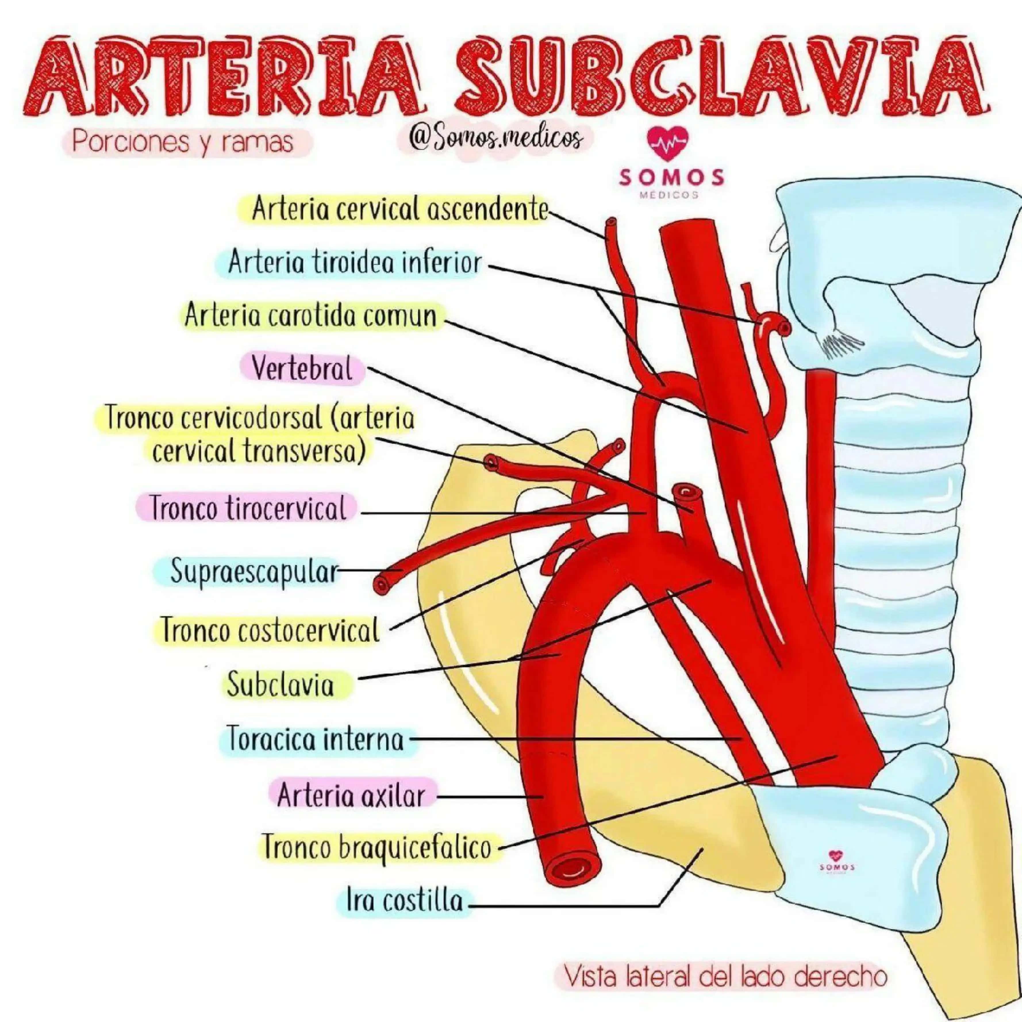 O‘mrov osti, qo‘ltiq osti va qo‘l arteriyalari 1