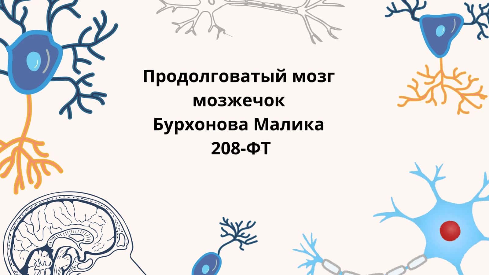 Продолговатый мозг (Prodolgovatyy mozg) 1