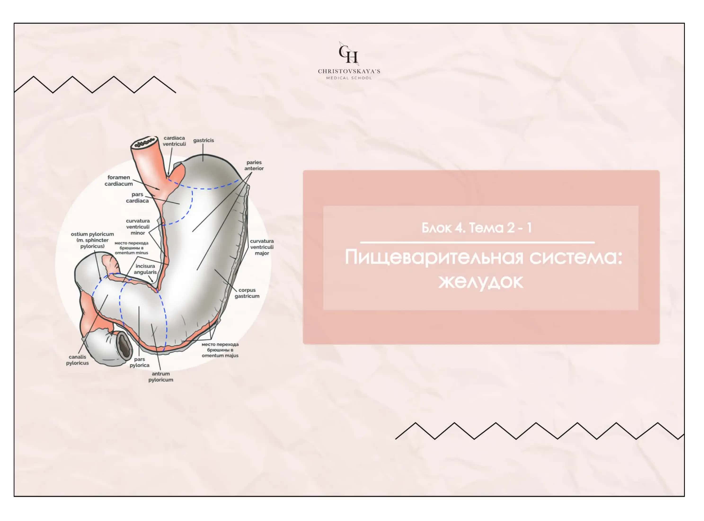 Желудок 1