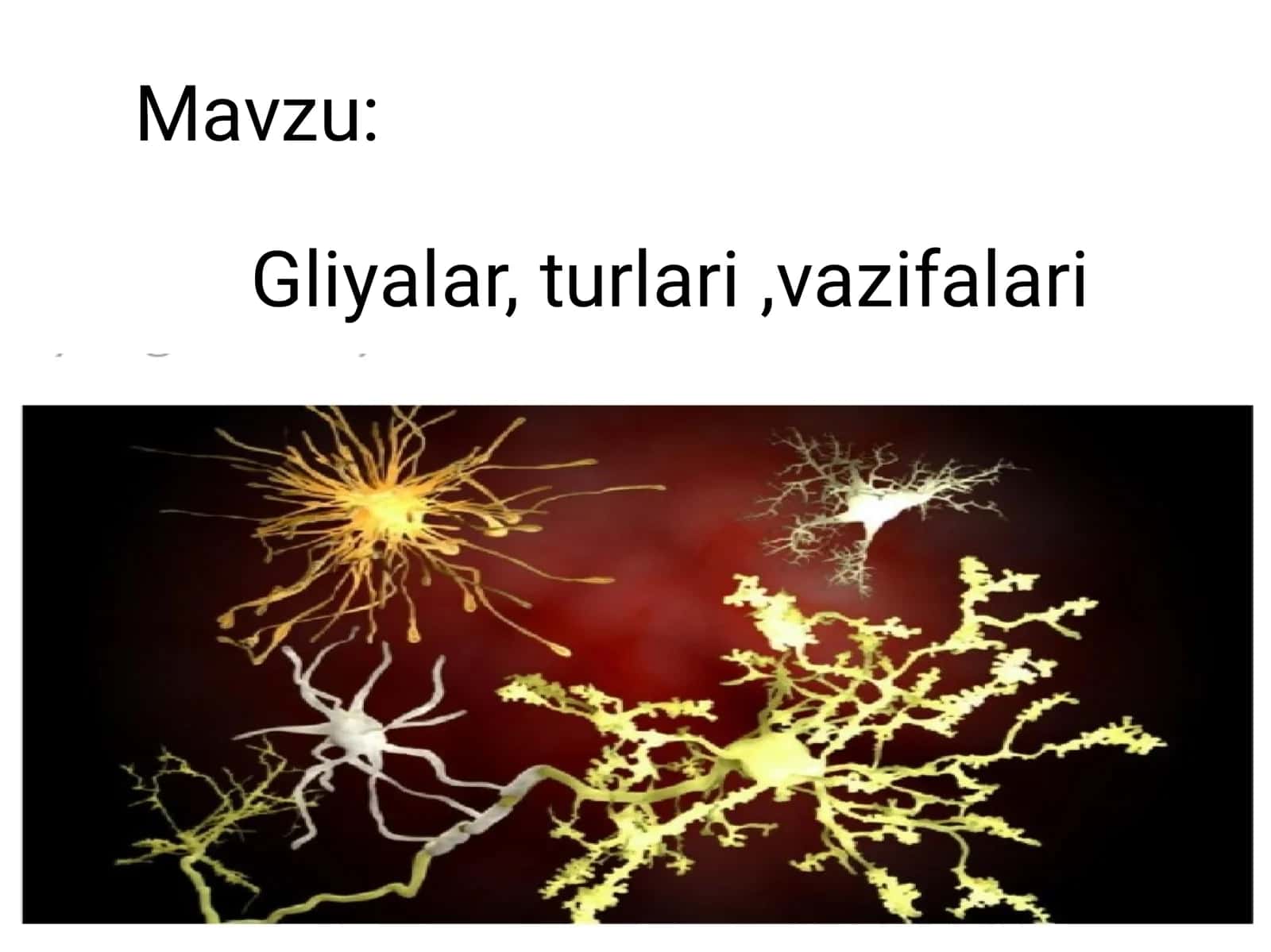 Gliyalar, turlari, vazifalari 1