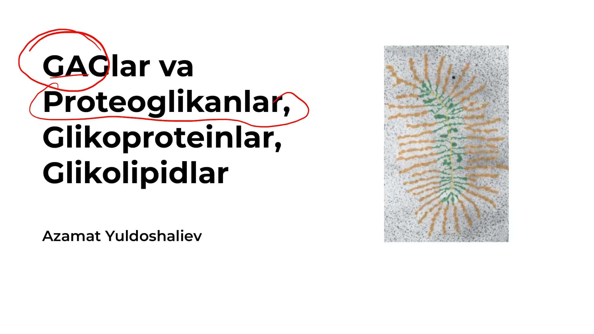 GAGlar va proteoglikanlar 1