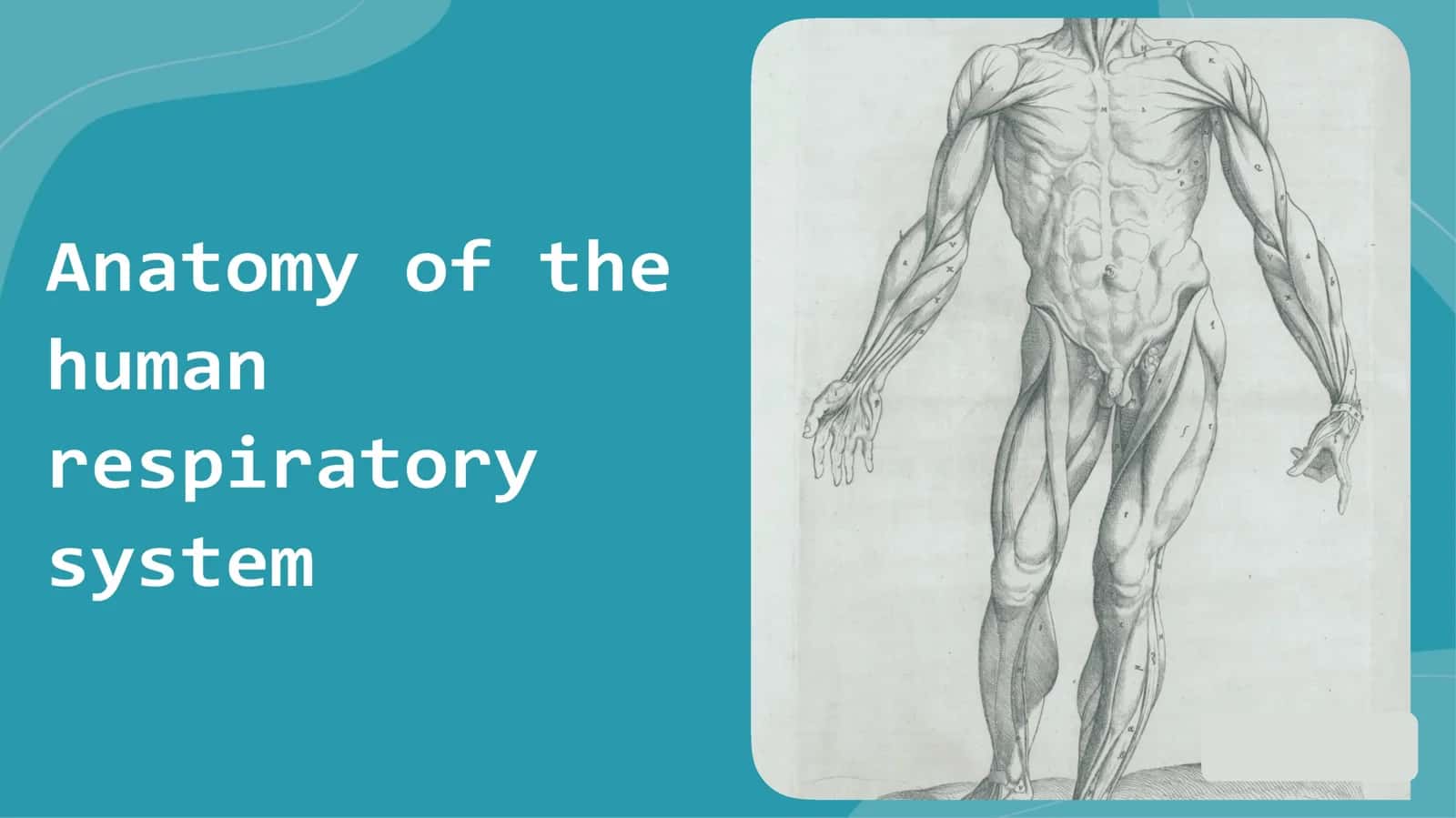Anatomy of human respiratory system 1