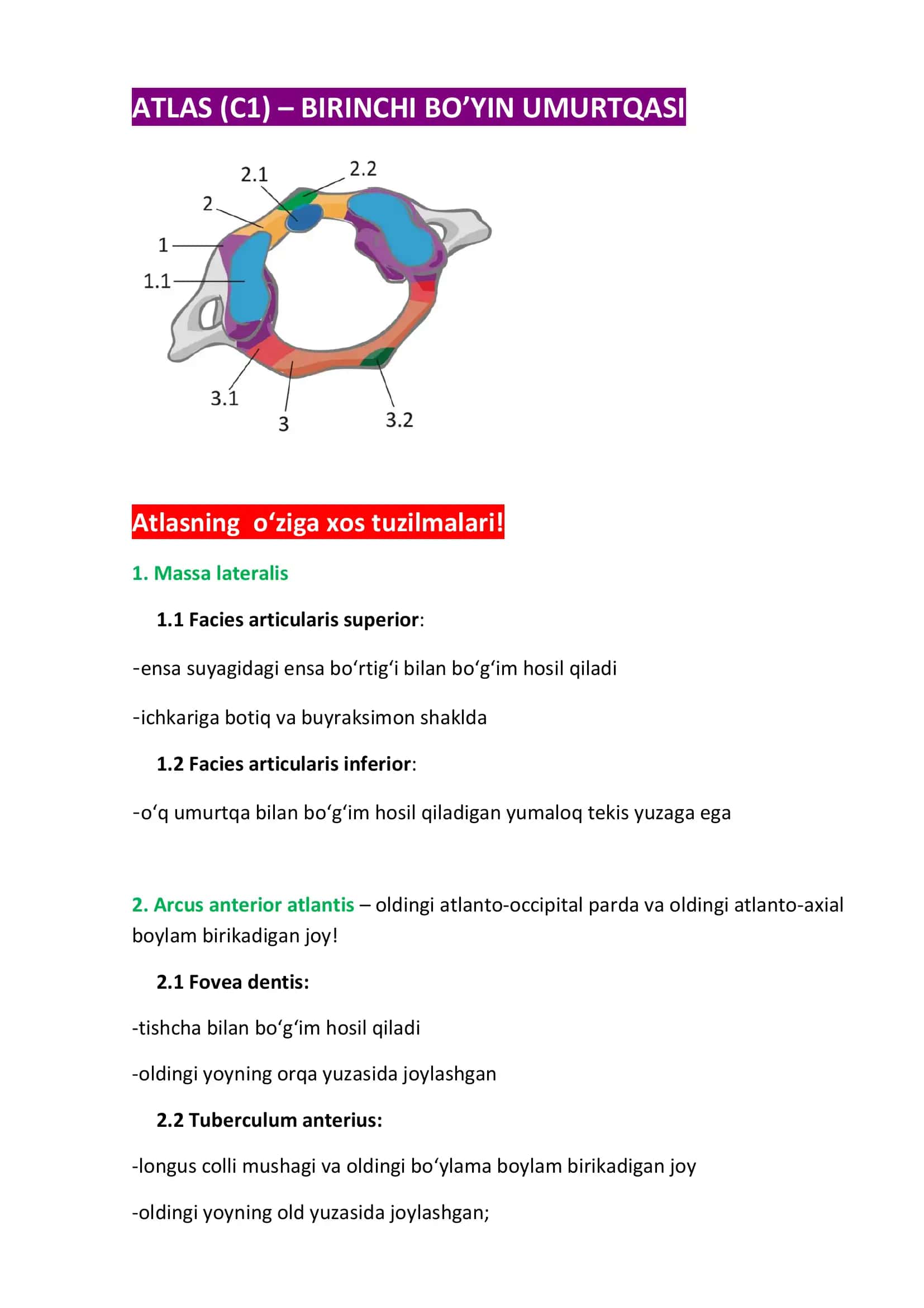 ATLAS (C1) – BIRINCHI BO’YIN UMURTQASI 1