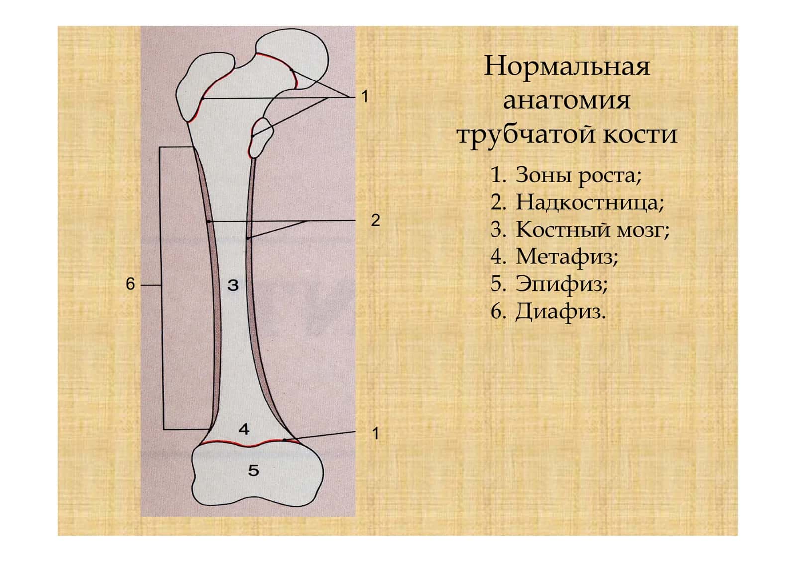 Остеомиелит 1