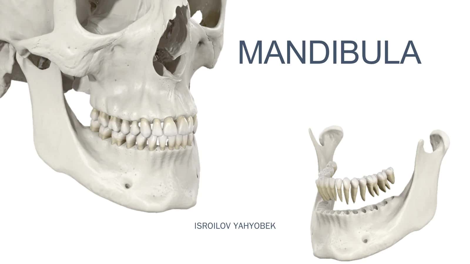 MANDIBULA 1