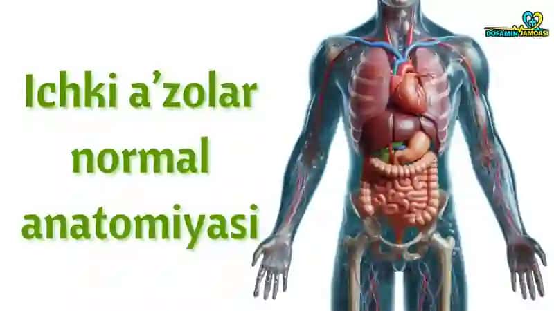 Ichki aโzolar anatomiyasi