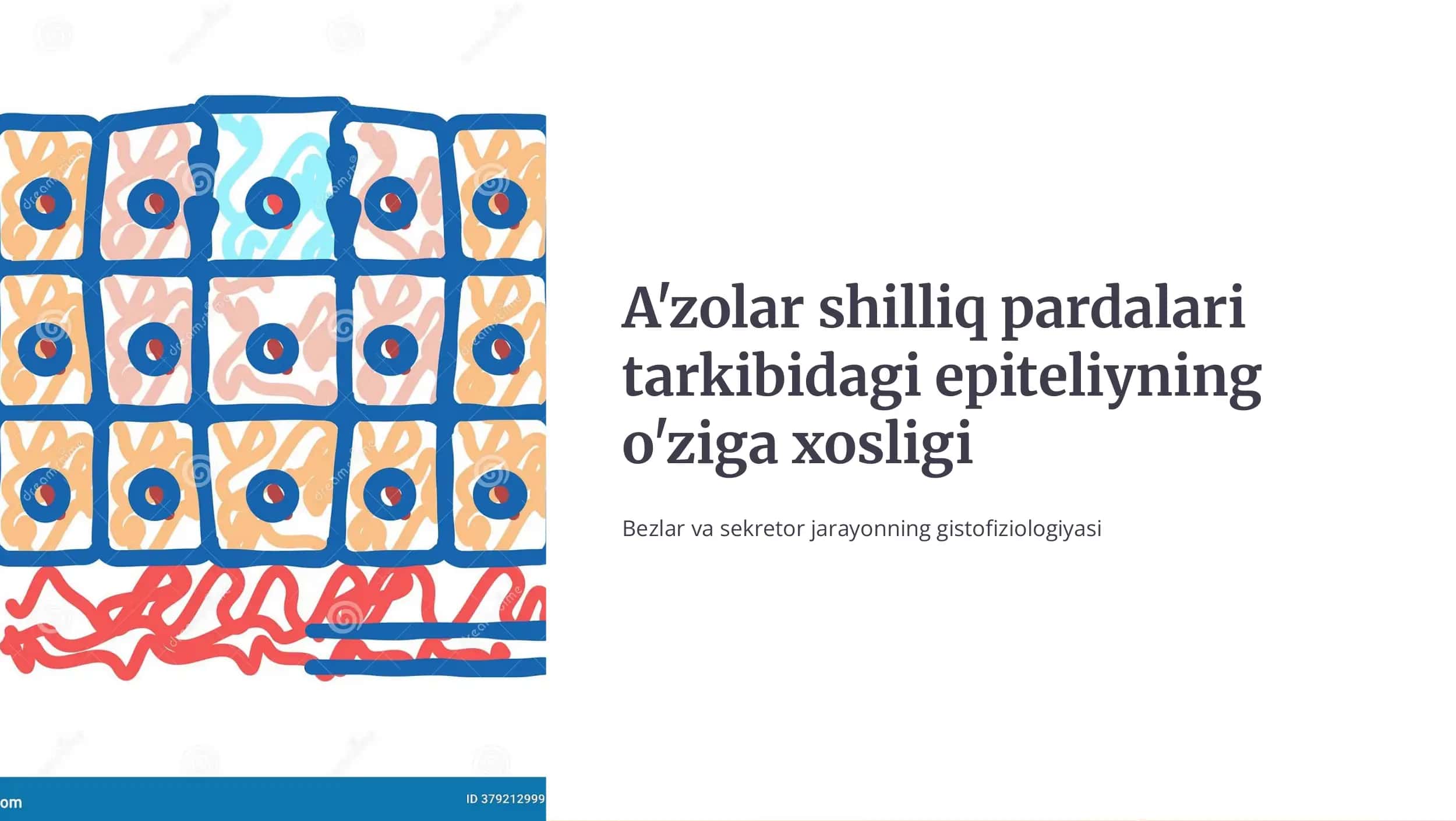 Shilliq parda epit5liysi - bu ichki organlar sirtini qoplovchi maxsus to'qima turi 1
